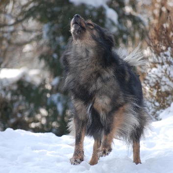 Kira-Wolf-2009-02-15