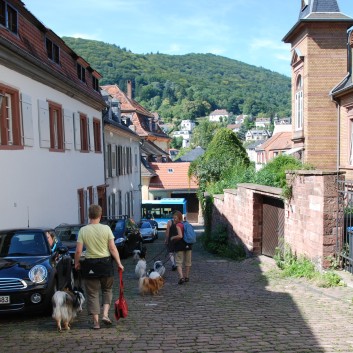 Mittelspitz Aragon von der Roßsteige zu Besuch in Heidelberg 11
