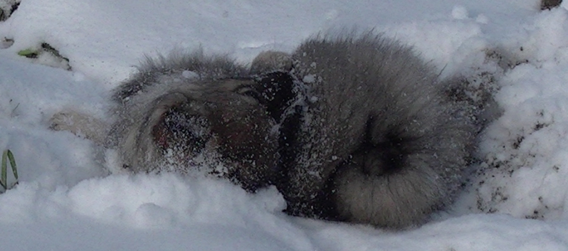 Mittelspitzwelpe Uljana mit 11 Wochen im Schnee 14